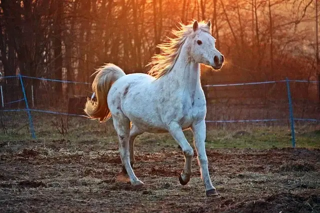 Fotografía de caballo