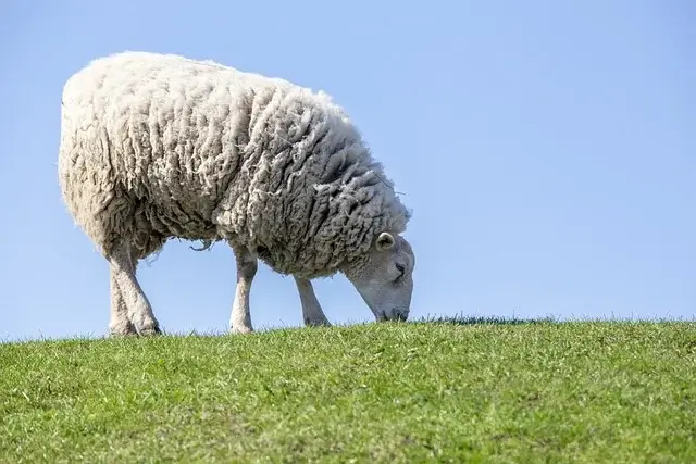 Fotografía de oveja