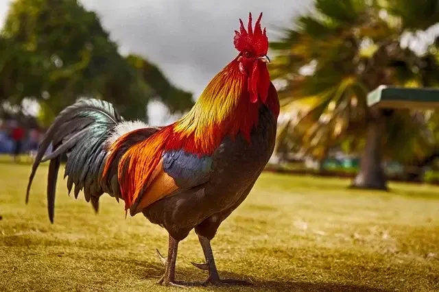 Fotografía de gallo